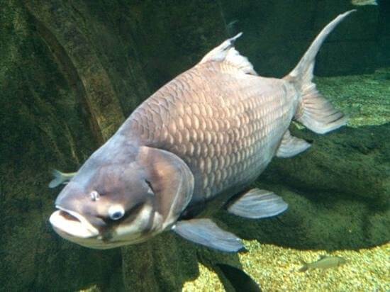 駿府城でソウギョ大量発見 外来種だけど美味しいの 鉄腕dash