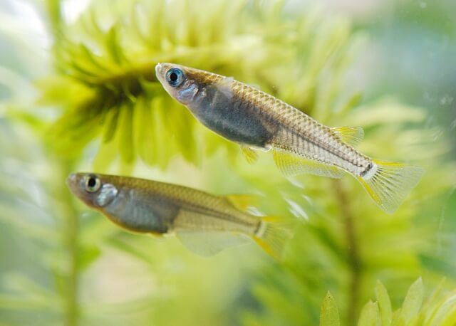 メダカの飼育は難しい 誰でも飼える3つの飼育のポイントを紹介