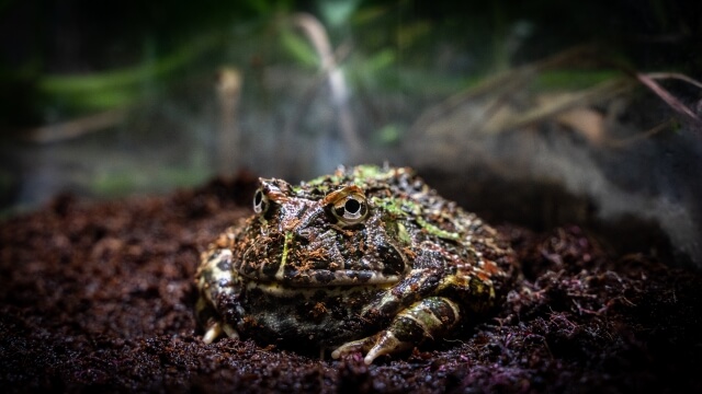 カエルの食べ物は虫以外になにがあるの おすすめの餌3選を紹介