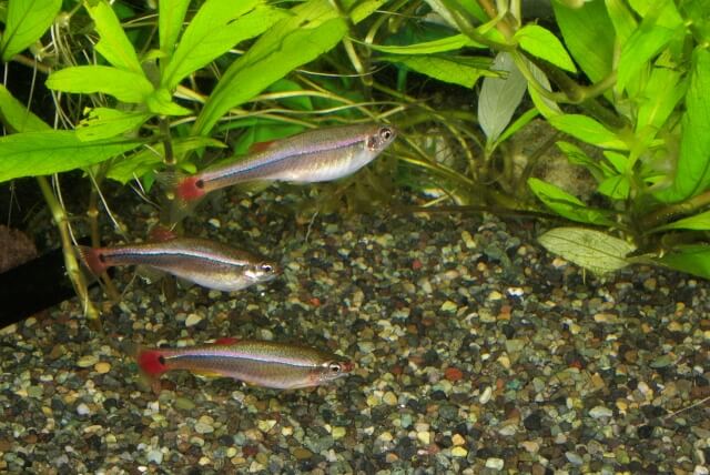 初心者必見 飼育するのに手間のかからない魚6選